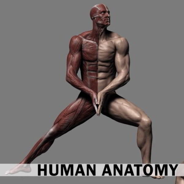 Human Anatomy for Artists using Zbrush and Photoshop e1638544672677